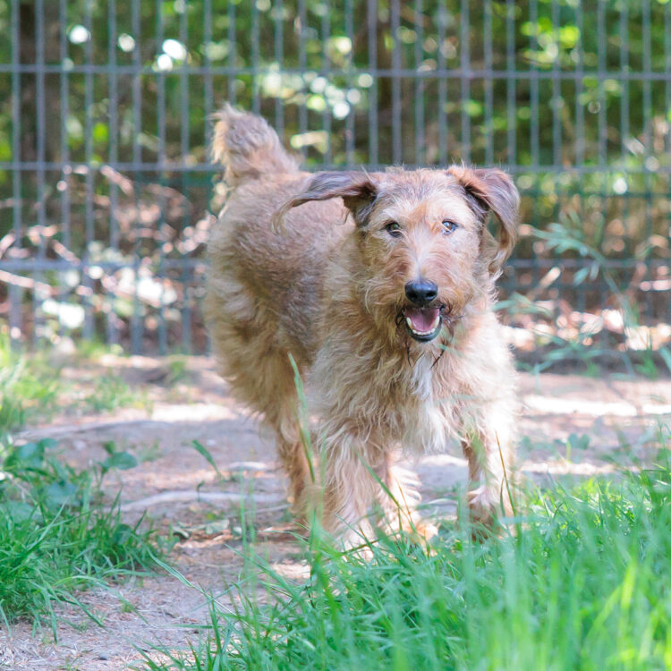 Hund Ajax Hund Ajax