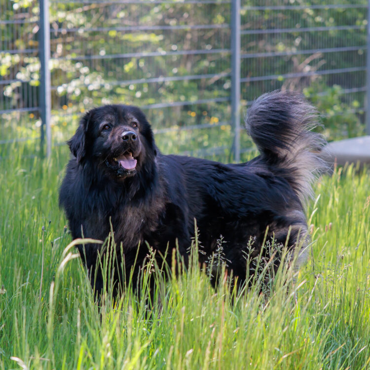 Hund Balu Hund Balu